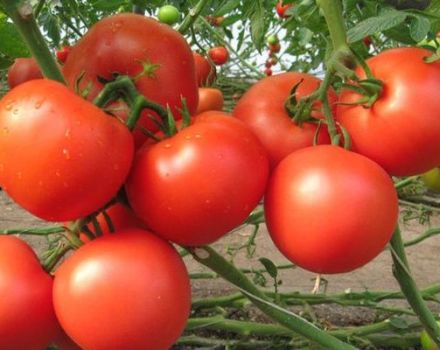 Beschreibung der Tomatensorte Etude NK, ihrer Eigenschaften und Produktivität