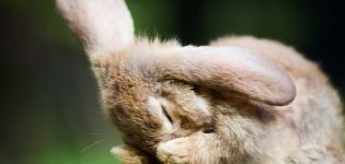 Pourquoi les lapins éternuent-ils et que faire, méthodes de traitement et de prévention