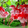 Rules for growing and caring for fuchsia, especially breeding and wintering