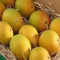 Description of Alfonso mango varieties, reproduction and care at home