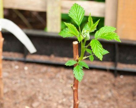 How to transplant raspberries in a new place in the summer and when is it better