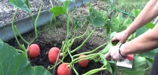 Description de la variété de citrouille Noisette, culture et entretien