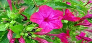 Plantation et entretien des mirabilis en plein champ, 20 meilleures variétés et culture