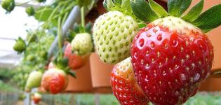 Installation von Hydrokultur für den Anbau von Erdbeeren, wie man Geräte mit eigenen Händen herstellt