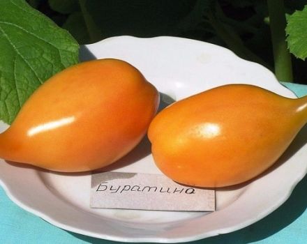 Description de la variété de tomate Buratino, ses caractéristiques et sa productivité