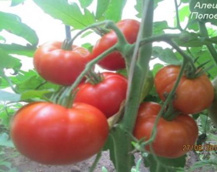 Caractéristiques et description de la variété de tomate Alyoshka F1 et les nuances de la technologie agricole