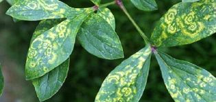 Causes et traitement des maladies de la pivoine, les meilleures mesures de lutte antiparasitaire