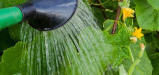 Um Gurken auf freiem Feld besser füttern zu können: die effektivsten Düngemittel