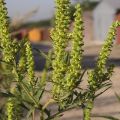 Mesures pour un contrôle efficace de l'ambroisie et descriptions des meilleurs herbicides contre les mauvaises herbes