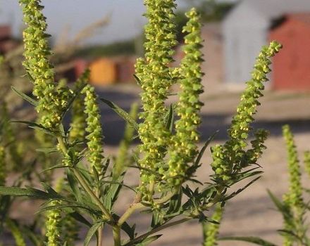 Maßnahmen zur wirksamen Bekämpfung von Ragweed und Beschreibung der besten Herbizide gegen Unkraut