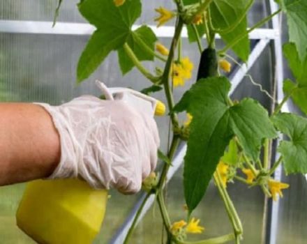 Applications et dosage de Trichopolum pour la pulvérisation et le traitement des concombres