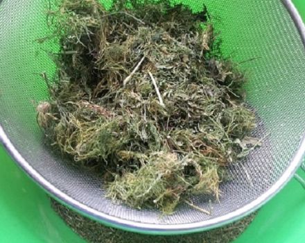 Comment sécher l'aneth à la maison pour l'hiver