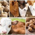 Whether or not to give raw potatoes to a cow, the benefits and harms and how to feed