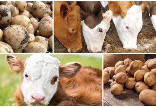 Whether or not to give raw potatoes to a cow, the benefits and harms and how to feed