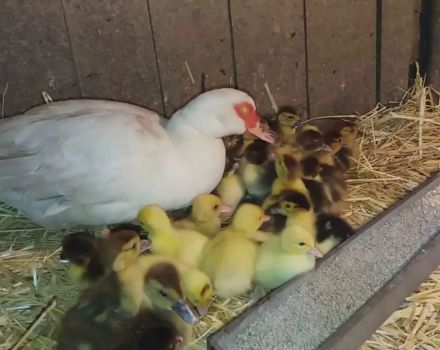 Le canard acceptera-t-il la couvée de quelqu'un d'autre et les canetons survivront-ils sans la mère qui les a abandonnés?