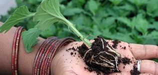 Règles pour couper les chrysanthèmes à la maison, méthodes de propagation