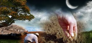 Planter des tomates pour les semis selon le calendrier lunaire