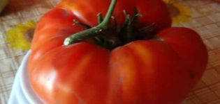 Beschreibung der Tomatensorte Marschall Pobeda und ihres Ertrags