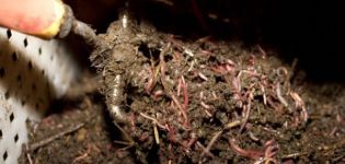 Was ist Biohumus: seine Arten und Regeln für die Verwendung im Garten