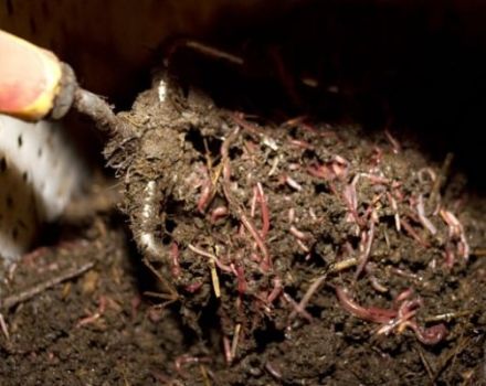 Qu'est-ce que le biohumus: ses types et ses règles d'utilisation dans le jardin