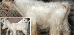 Beschreibung und Eigenschaften von Damaskusziegen, die Feinheiten des Inhalts