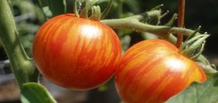 Beschreibung der Tomatensorte Tiger Cub und Anbaumerkmale