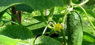 Beschreibung der Metelitsa-Gurkensorte, ihres Ertrags und Anbaus