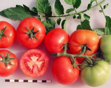 Eigenschaften und Beschreibung der Sanka-Tomatensorte, deren Ertrag und Anbau