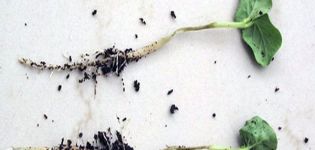 Was tun mit einem schwarzen Bein in Gurken, wie man kämpft und rettet?