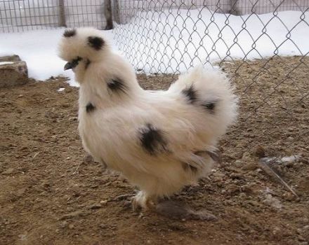 Merkmale und Beschreibung der chinesischen Seidenhühnerrasse, Anbau und Pflege