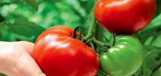 Eigenschaften und Beschreibung der Tomatensorte Titan