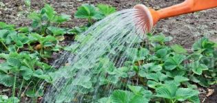 Comment nourrir les concombres du jardin avec de l'ammoniaque et est-ce possible?