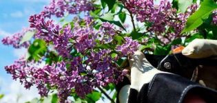 The best methods on how to permanently get rid of the lilac overgrowth on the site
