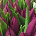 Description et caractéristiques des variétés de tulipes Triumph, culture