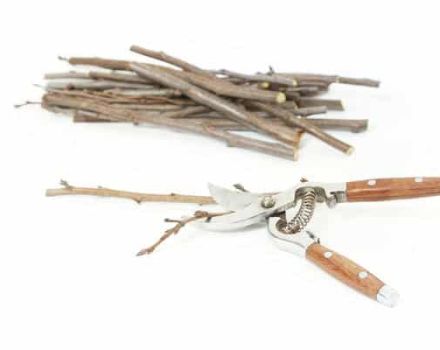 Wie man Apfelstecklinge im Frühjahr zubereitet und wann es Zeit zum Pfropfen ist, wo man sie lagert