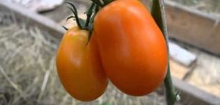 Description de la variété de tomate Olesya et de ses caractéristiques