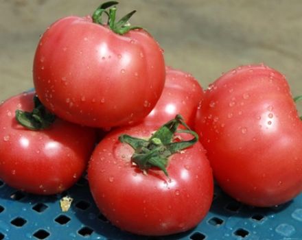 Eigenschaften und Beschreibung der Tomatensorte Pink Claire, deren Ertrag