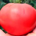 Description et caractéristiques de la variété de tomate Douceur framboise F1