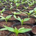 Mieux vaut nourrir les semis de poivre pour la croissance à la maison