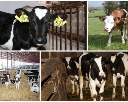 Technologie d'élevage des jeunes bovins de remplacement et règles d'élevage