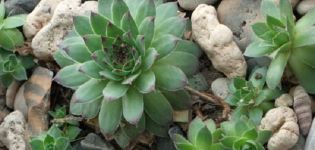 Arten und Sorten einer Blume verjüngt, Beschreibung und Merkmale der Fortpflanzung