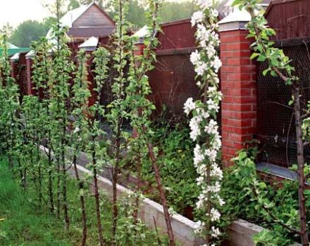 The reasons why the columnar apple tree does not bear fruit and what to do to get the harvest