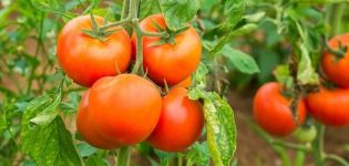 Beschreibung der Tomatensorte GS-12 f1, ihrer Eigenschaften und ihres Ertrags