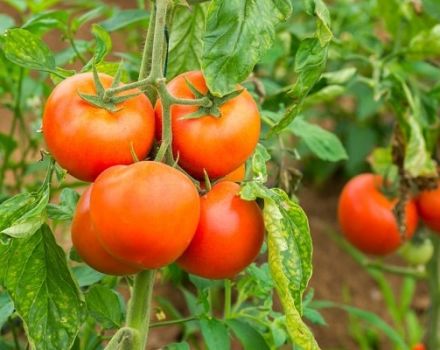 Description de la variété de tomate GS-12 f1, ses caractéristiques et son rendement