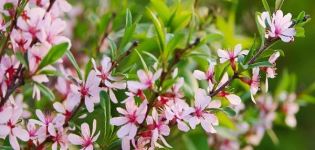 Description des meilleures variétés d'amandes, méthodes de culture, d'entretien et de multiplication