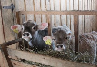 Top 4 effektive Methoden zur Kälberaufzucht zu Hause