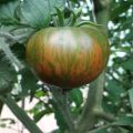 Description de la variété de tomate Gros sanglier rayé, ses caractéristiques et son rendement