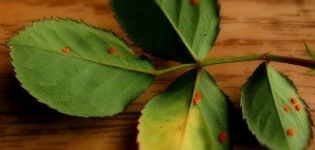 Comment traiter les roses de la rouille, des remèdes populaires et des produits chimiques