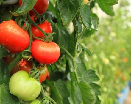 Description et caractéristiques de la variété de tomate Peremoga
