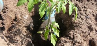 Quand y aura-t-il des jours de plantation favorables pour les tomates en mars 2020